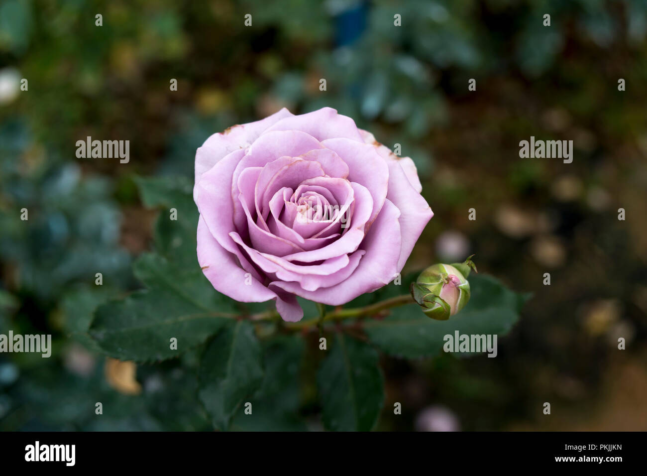 Une rose rose lavande dans le jardin Banque D'Images