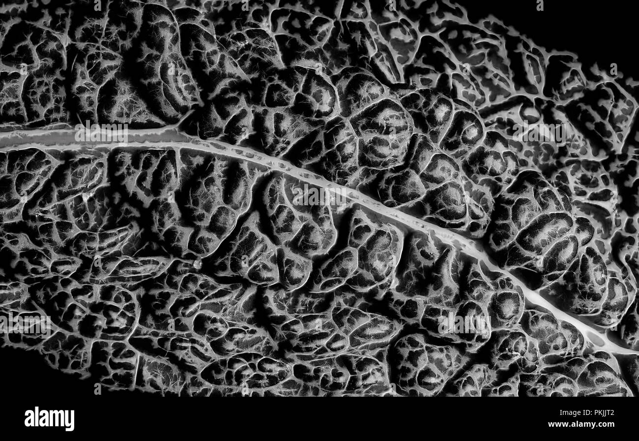 Le rendu en noir et blanc d'un gros plan de congé kale permettant de voir les veines et la structure des feuilles de texture ou d'arrière-plan - Banque D'Images