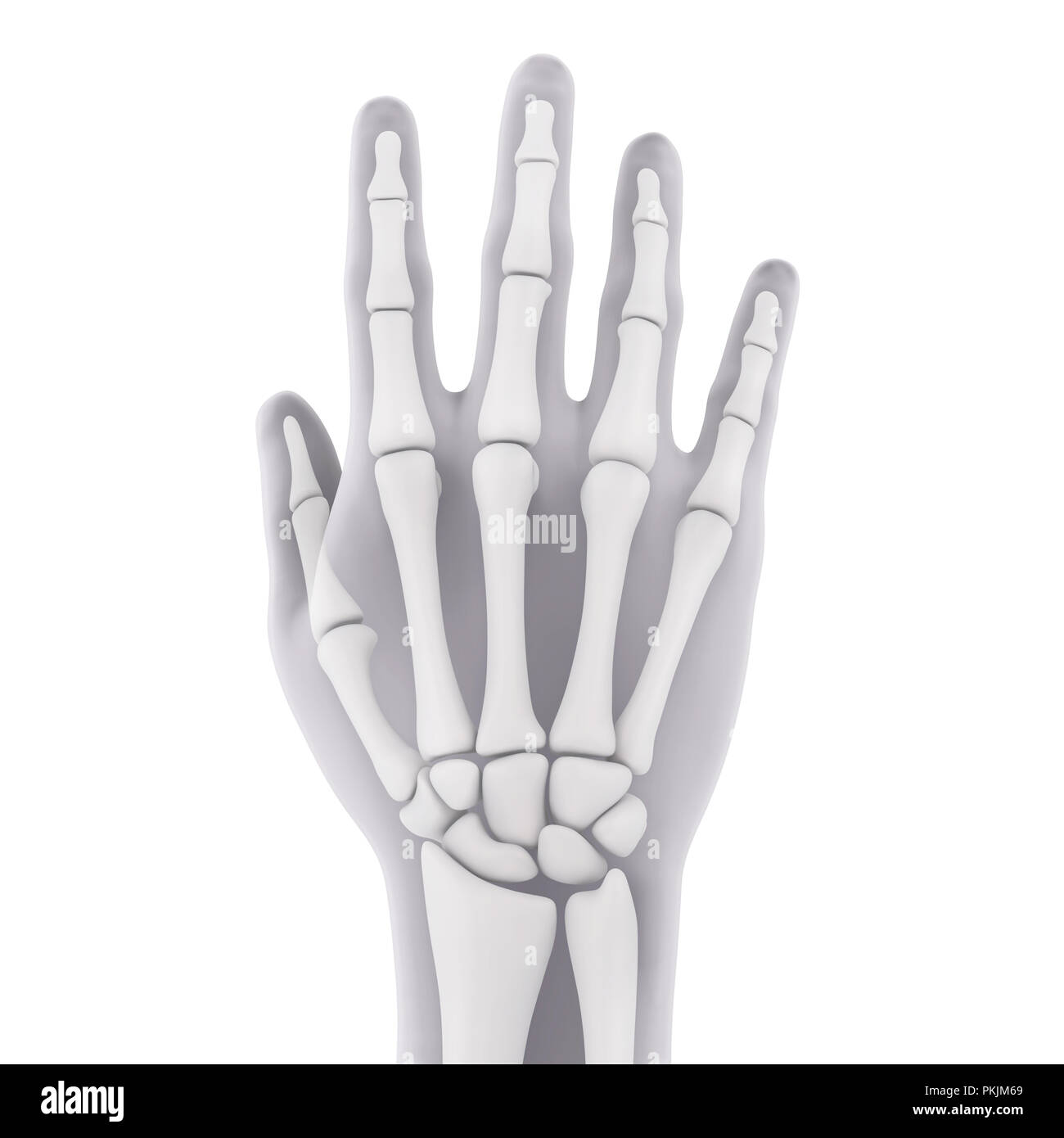 La main de l'illustration anatomique Banque D'Images