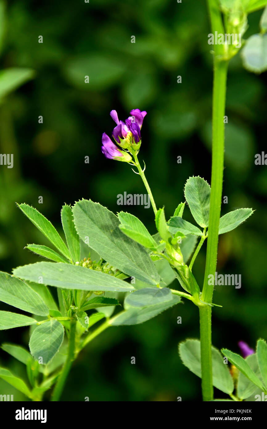 Gros plan sur une fleur pourpre de la luzerne entourées de feuilles, flou fond vert Banque D'Images