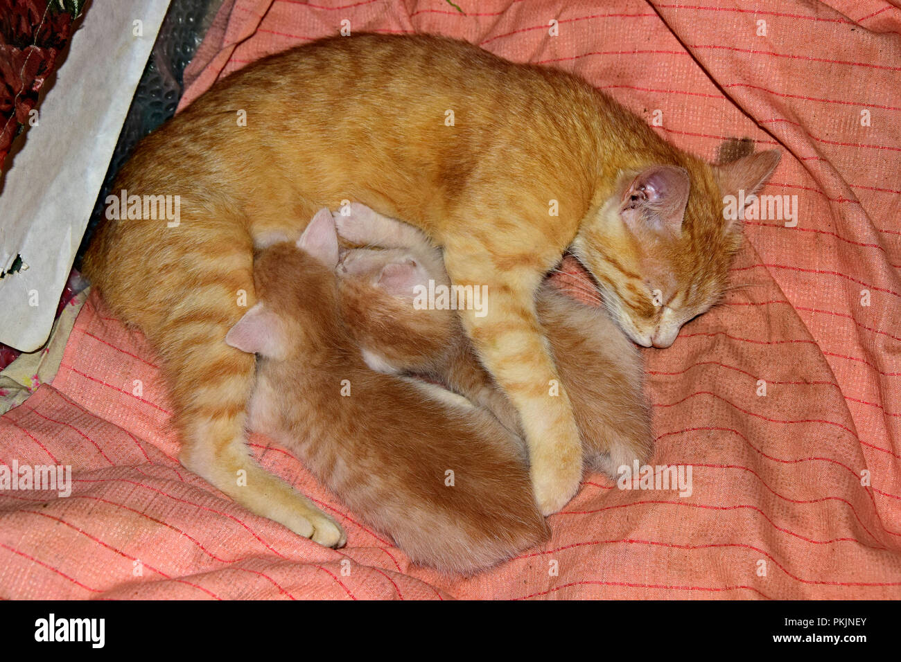 Une orange tabby cat nursing ses deux jeunes blancs-rouille Banque D'Images