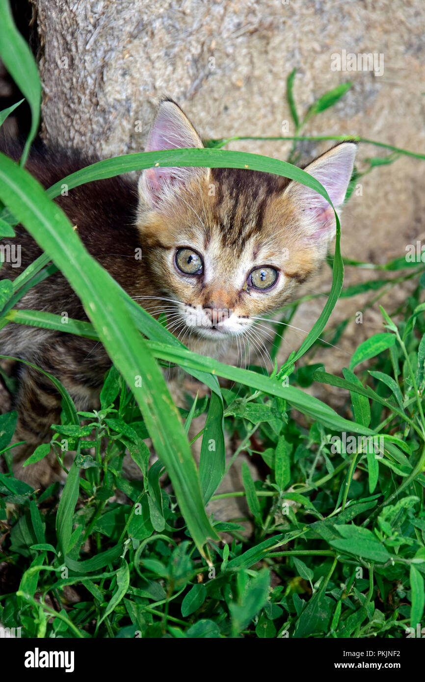 Portrait d'un chaton tabby rayé, gris, à l'herbe verte et la dissimulation des mauvaises herbes Banque D'Images