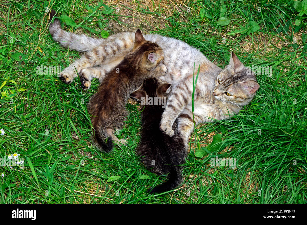 Un chat tigré gris à rayures portant sur l'herbe verte et les deux de ses chatons Banque D'Images