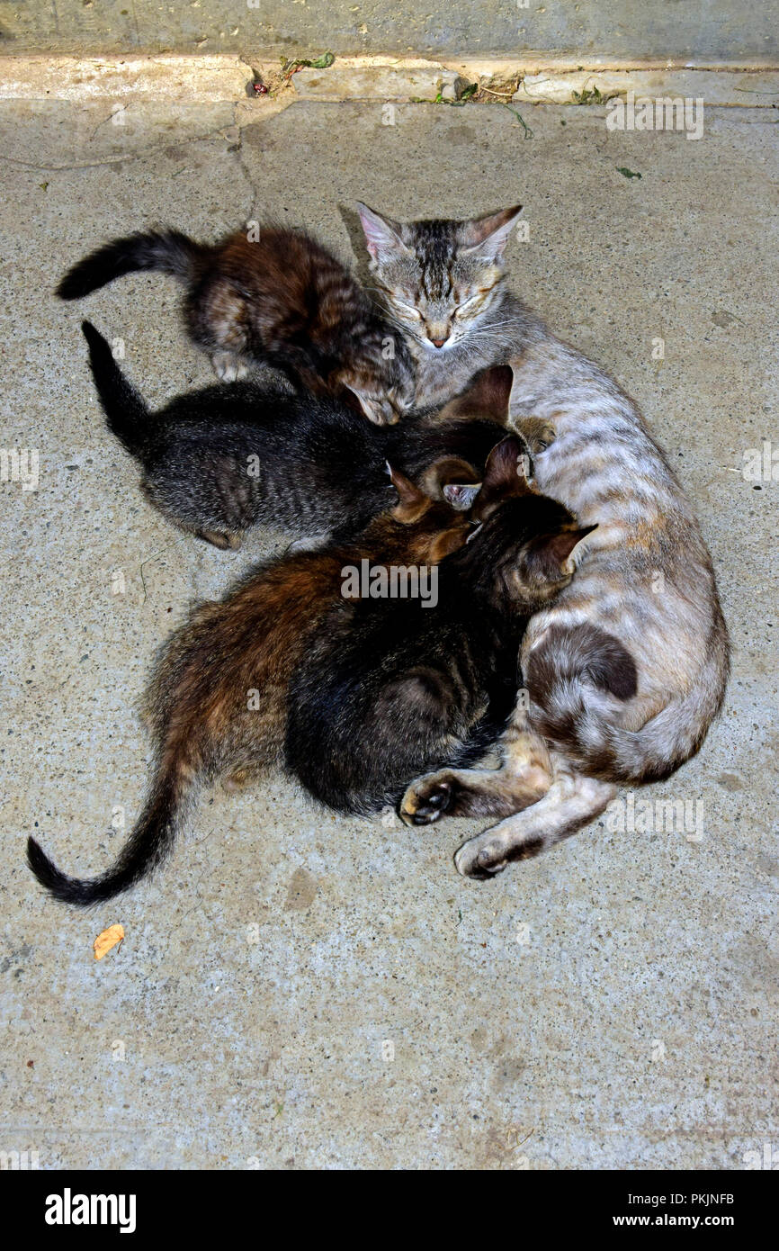 Un chat tigré gris fuligineux ses quatre infirmiers chaton sur un plancher de béton dans l'ombre Banque D'Images