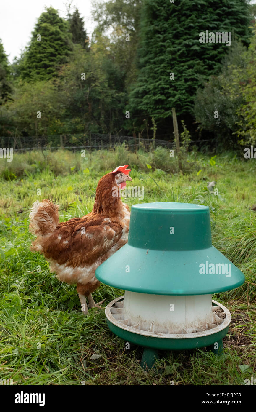 Poules en batterie à la retraite dans un poulailler au Pays de Galles. Banque D'Images