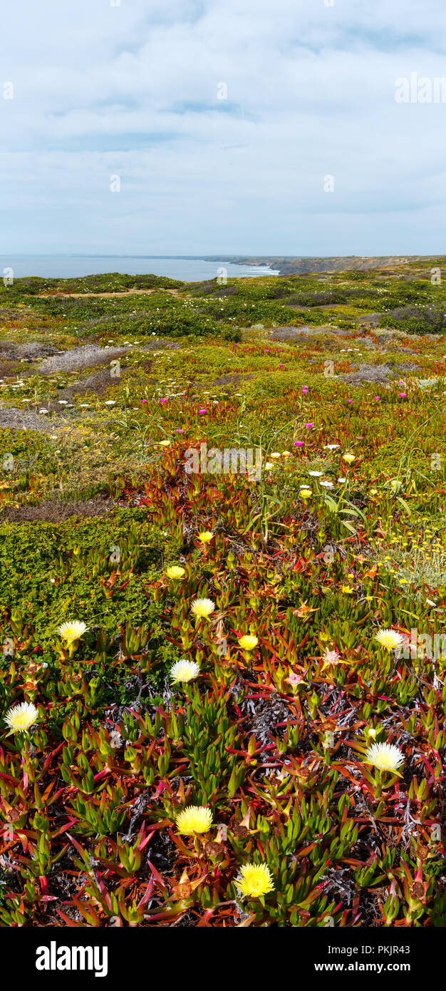 Floraison d'été shore avec fleurs de Carpobrotus (connu sous le nom de tété, usine à glace). Banque D'Images