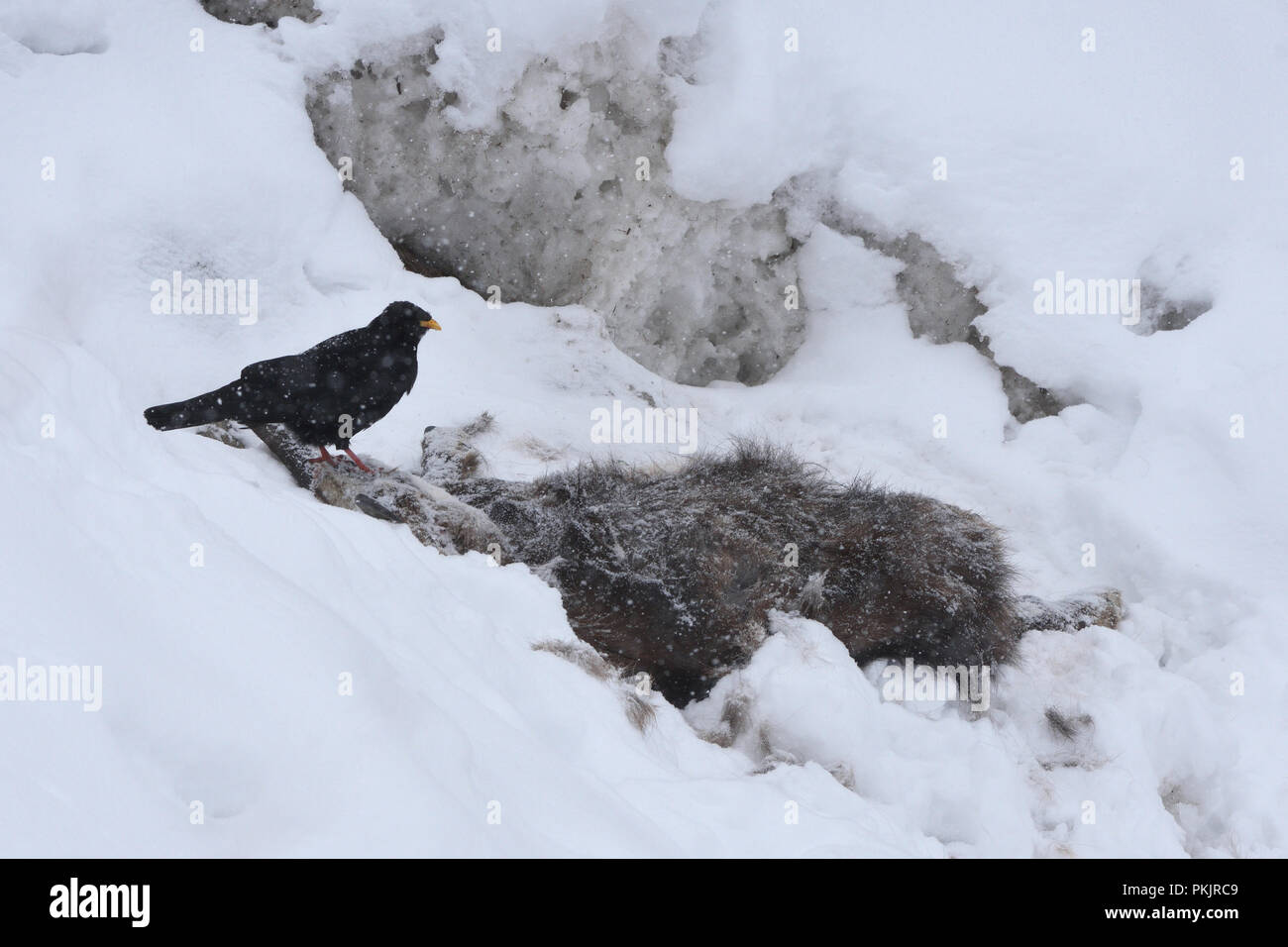 Alpine chough manger un chamois mort. Le Parc National Gran Pardiso Banque D'Images