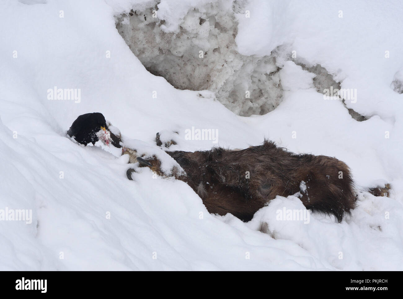 Alpine chough manger un chamois mort. Le Parc National Gran Pardiso Banque D'Images