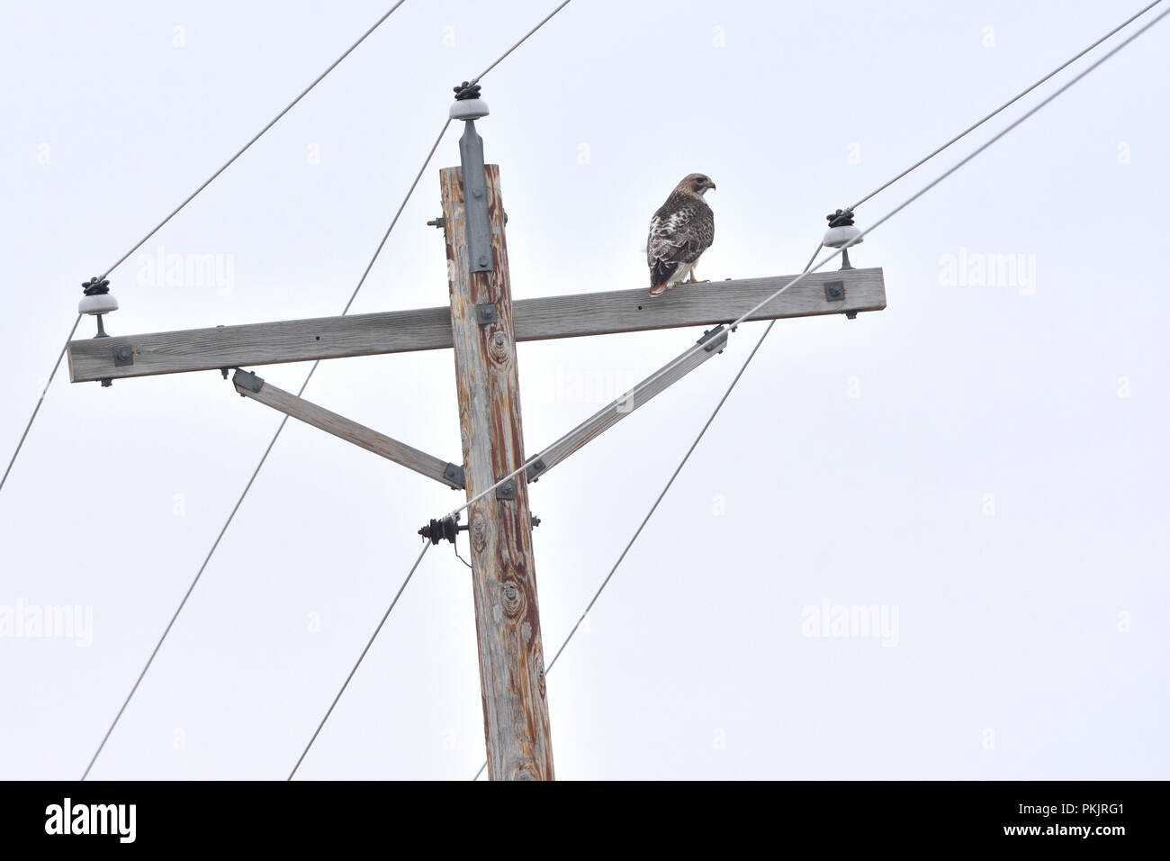 Buse à queue rousse (Buteo jamaicensis) sur un poteau d'éclairage Banque D'Images