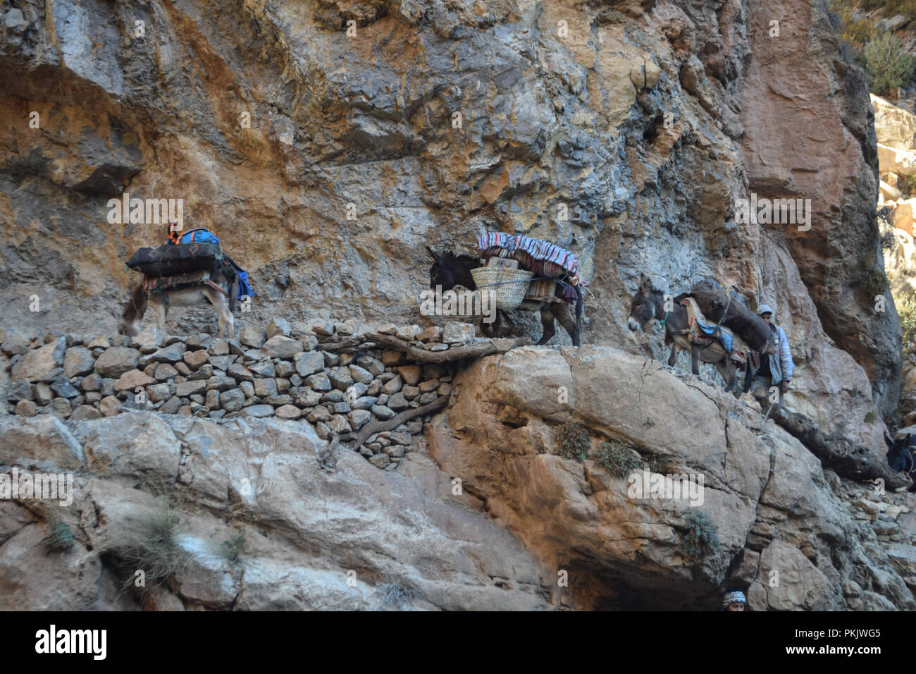 Âne dans les montagnes marocaines Banque D'Images