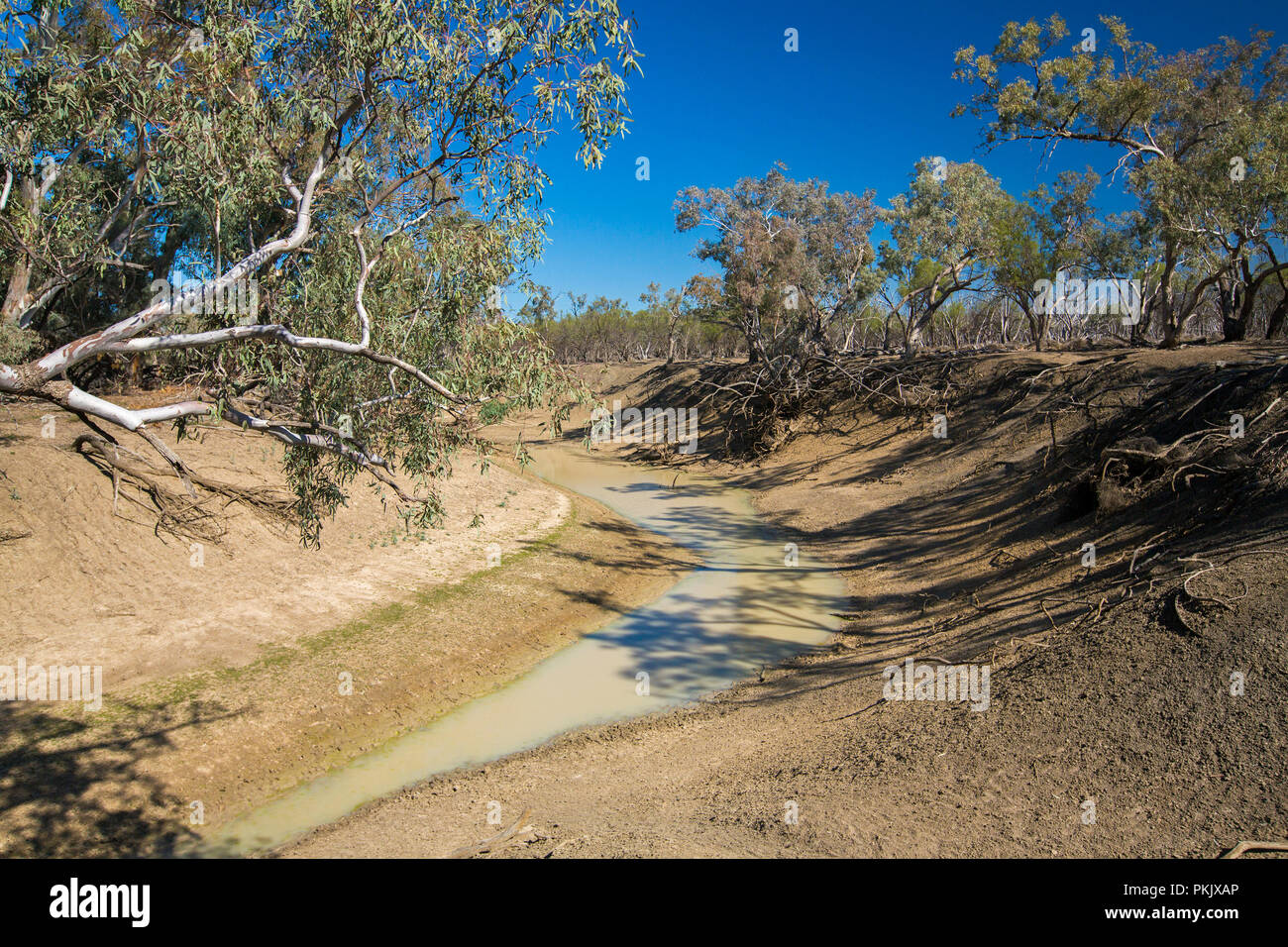 Culgoa River, une simple flaque boueuse en période de sécheresse, bordée de grands arbres, trancher à travers le paysage aride outback australien sous ciel bleu dans le NSW Banque D'Images