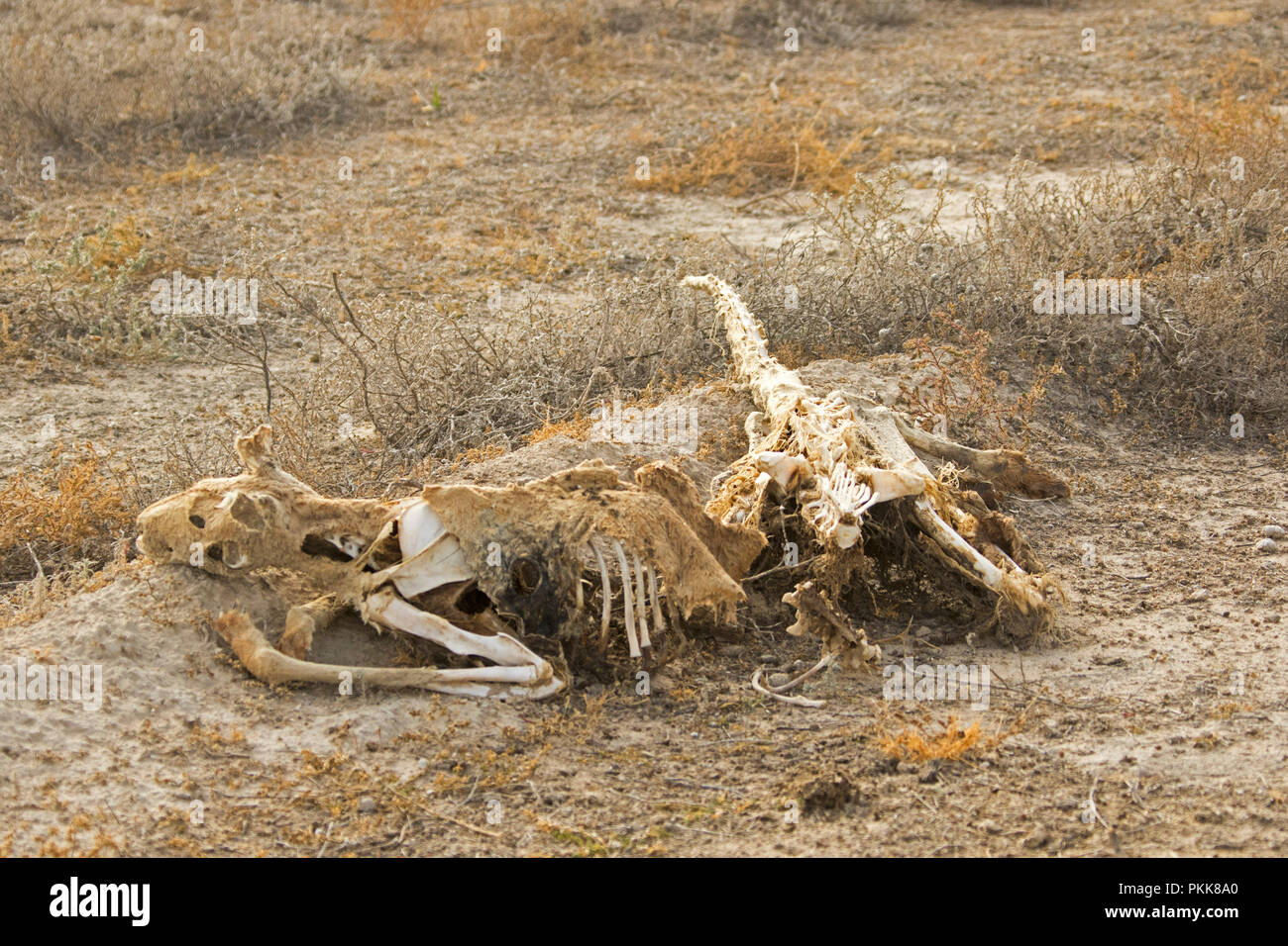 Squelette et des fragments de peau et des poils morts de kangourou rouge qui a été victime de catastrophes naturaal / sécheresse en Australie outback Banque D'Images