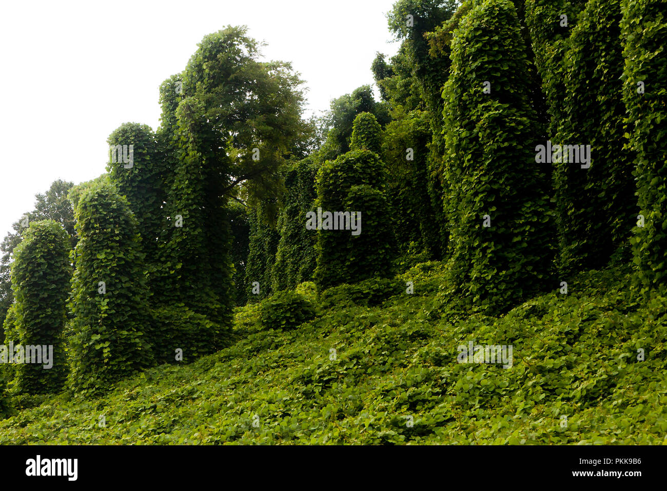 Kudzu, aka l'arrowroot japonaise (Pueraria montana), croissant sur les arbres - New York USA Banque D'Images