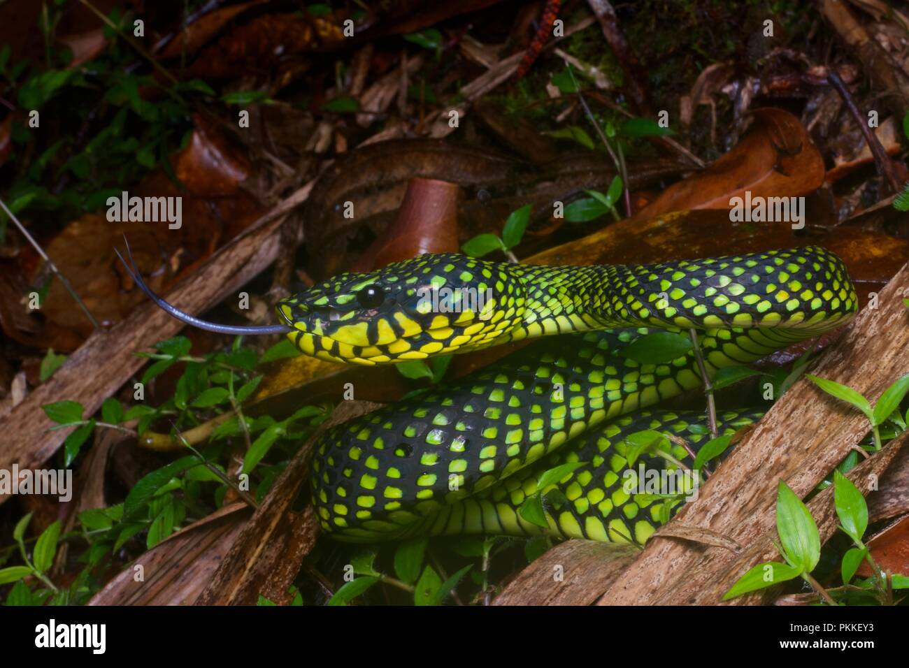 Un Smith's Mountain Pit Viper (Trimeresurus malcolmi) dans le Parc National du Mont Kinabalu, Sabah, Malaisie Orientale, Bornéo Banque D'Images