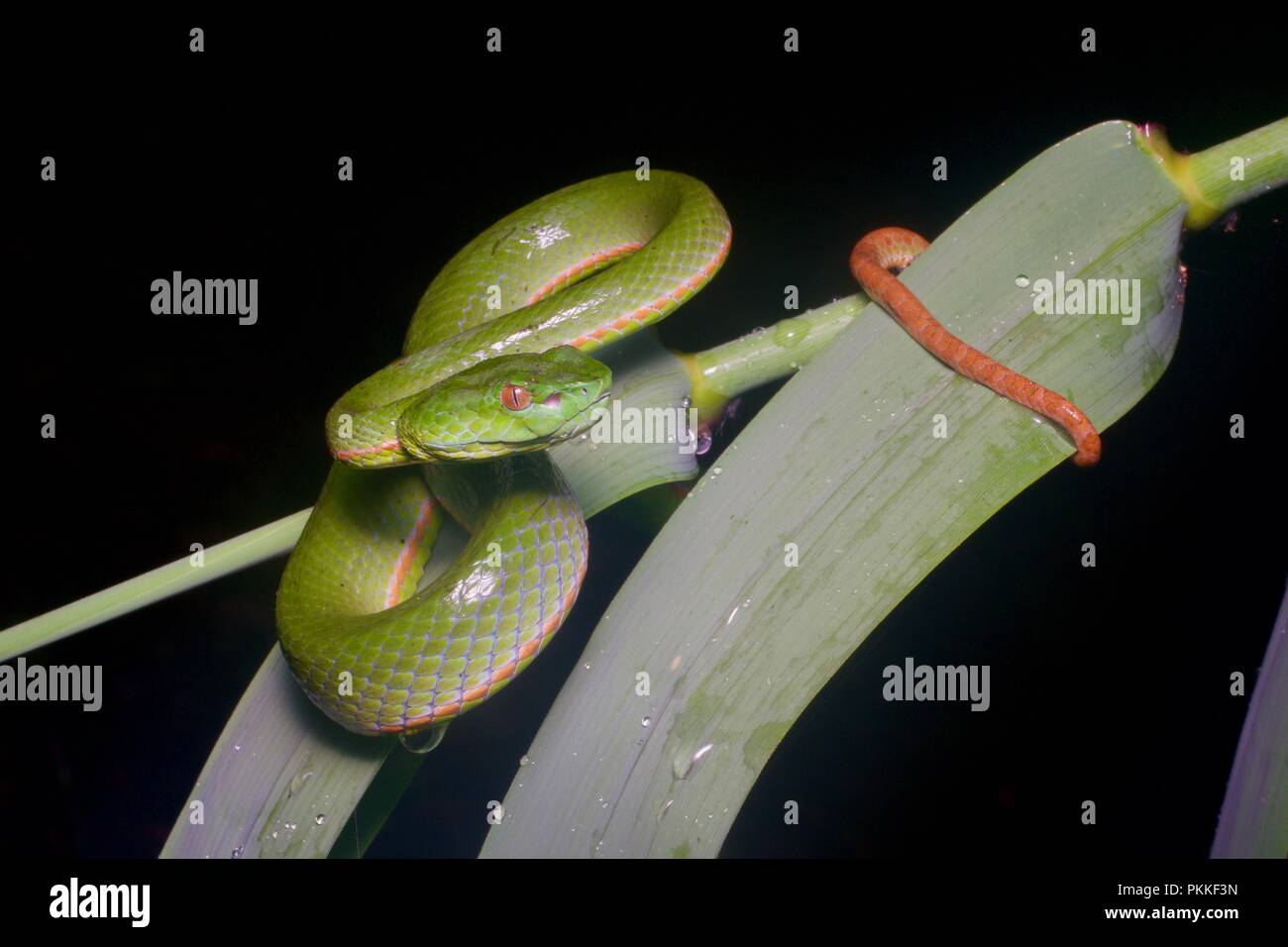 Un Pit Viper Sabah (Trimeresurus sabahi sabahı) dans la forêt la nuit dans le Parc National du Mont Kinabalu, Sabah, Malaisie Orientale, Bornéo Banque D'Images