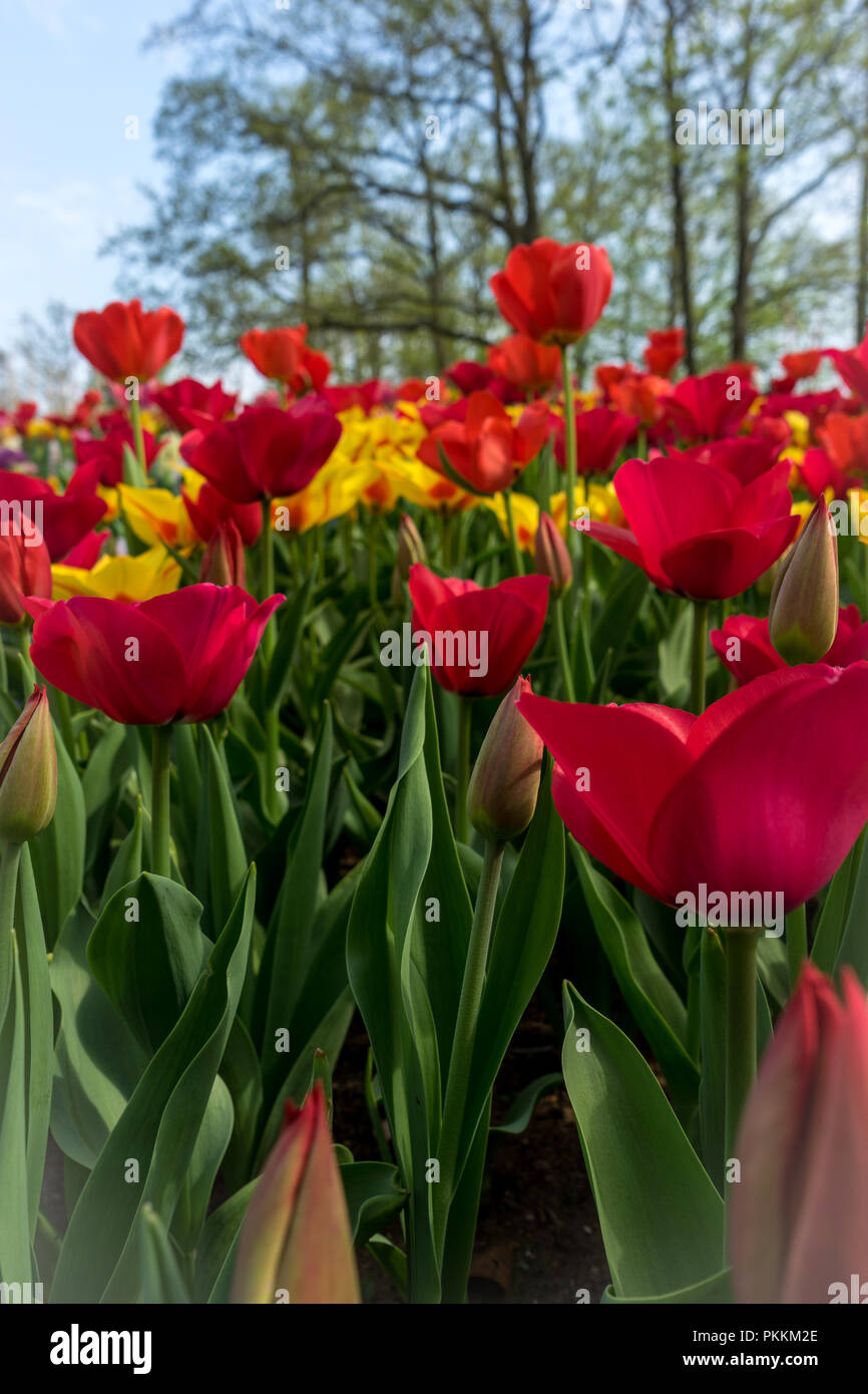 Pays Baslisseleurope Un Gros Plan Dune Fleur Rouge Dans