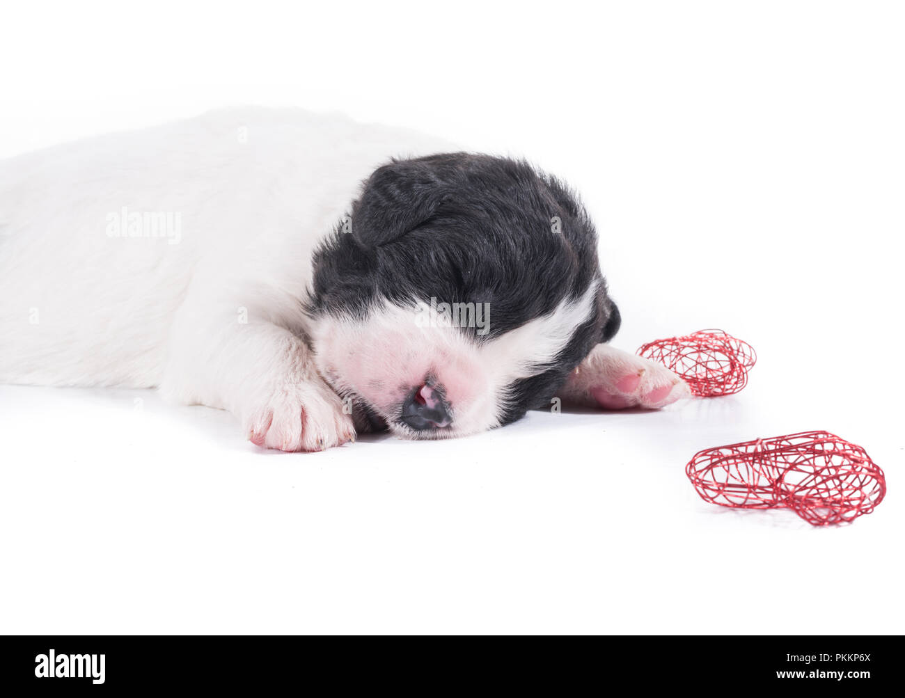 Chien landseer devant isolé sur fond blanc Banque D'Images