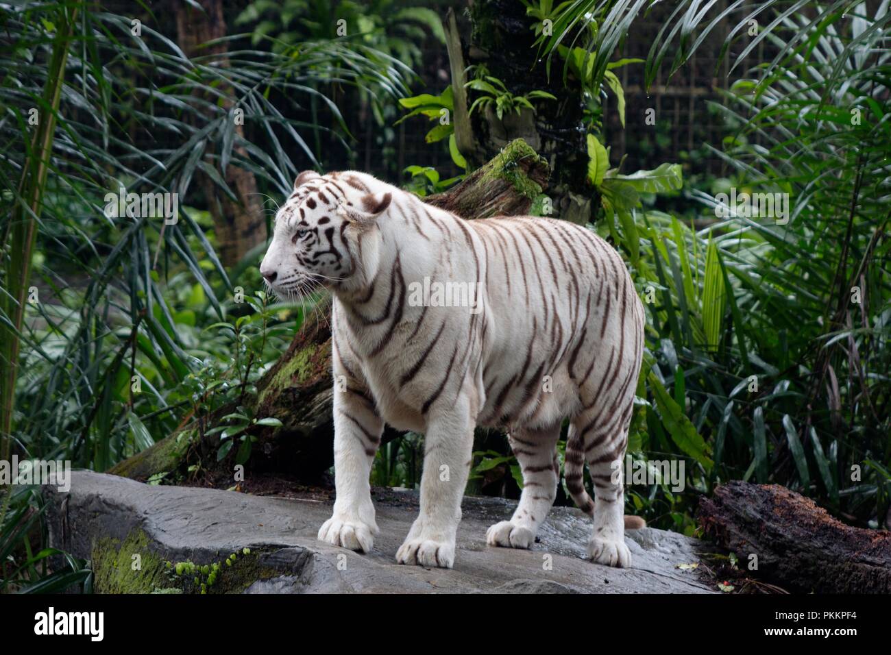 Tigre blanc majestueux Banque D'Images