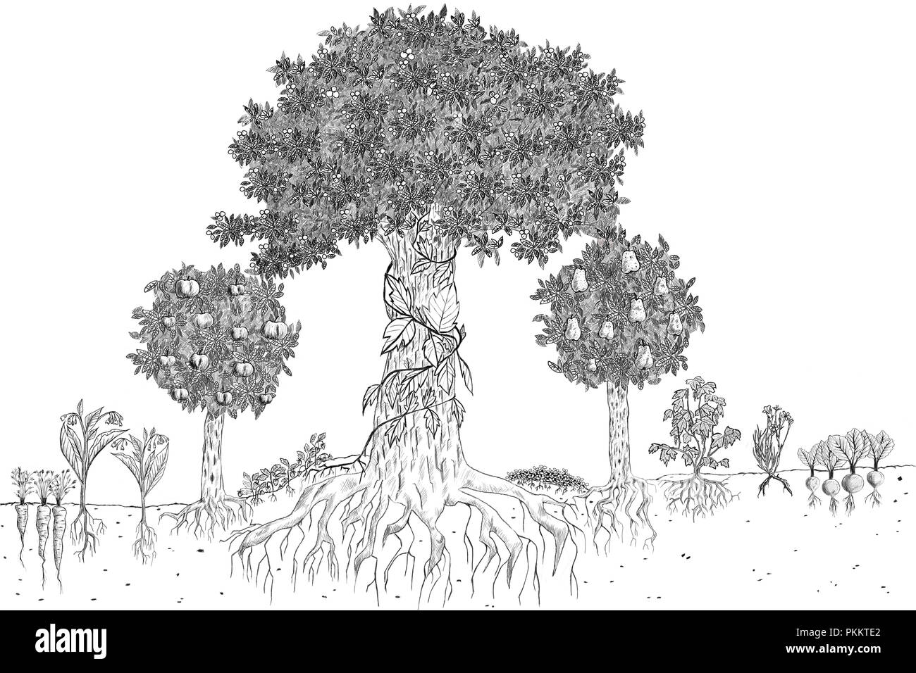 Croquis dessinés à la main, illustration d'un schéma de base de la permaculture dans les aliments végétaux jardin forestier dans des tons gris Banque D'Images