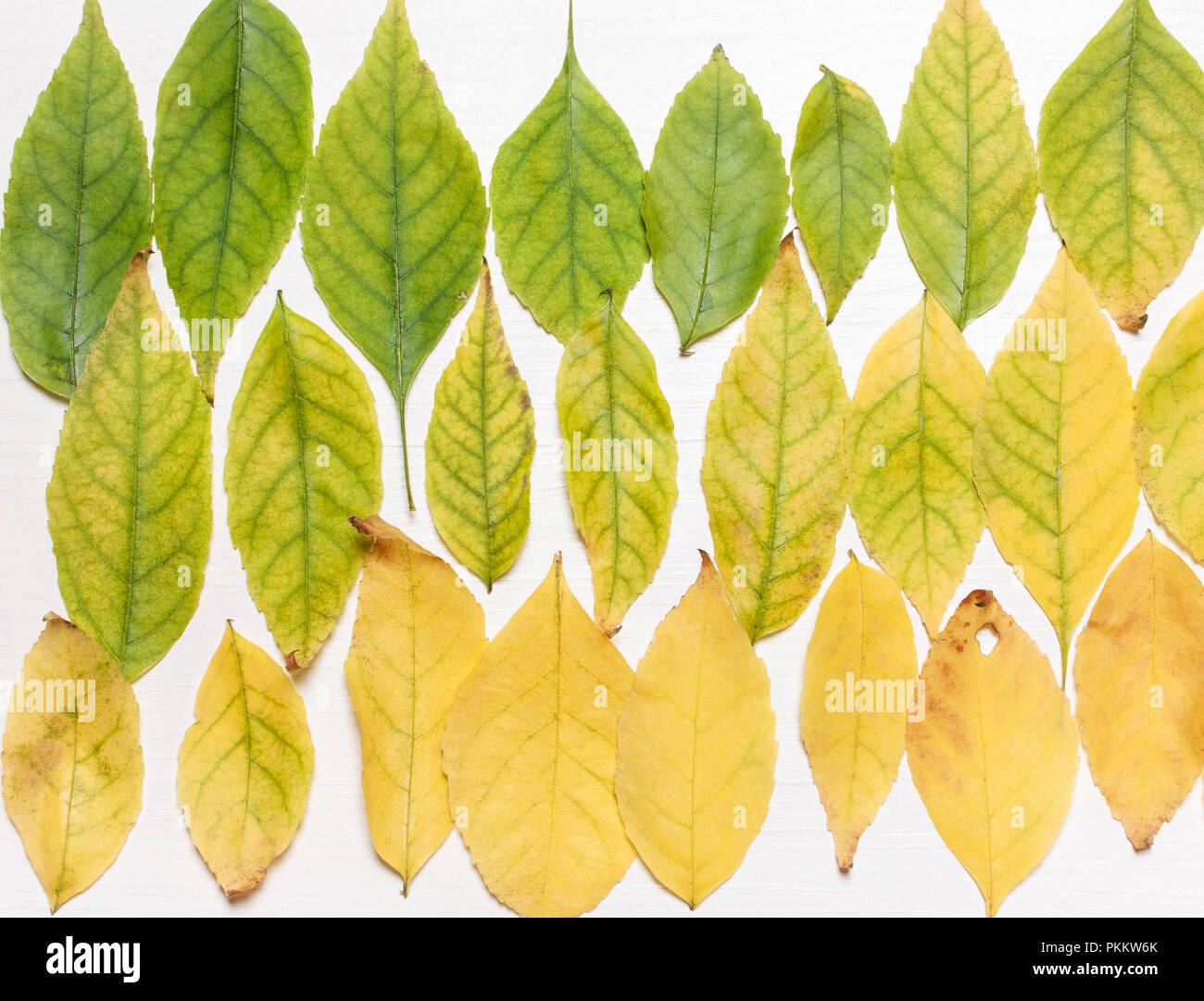 Arrière-plan de feuilles jaunes et verts dans une rangée. L' affichage. Concept d'automne Banque D'Images