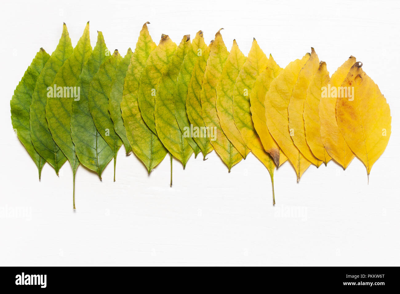 Les feuilles jaunes et verts dans une rangée. L' affichage. Concept d'automne Banque D'Images