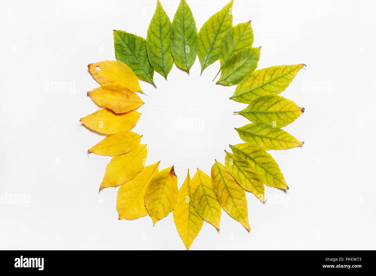 Cadre de feuilles jaunes et vertes. L' affichage. Concept d'automne Banque D'Images