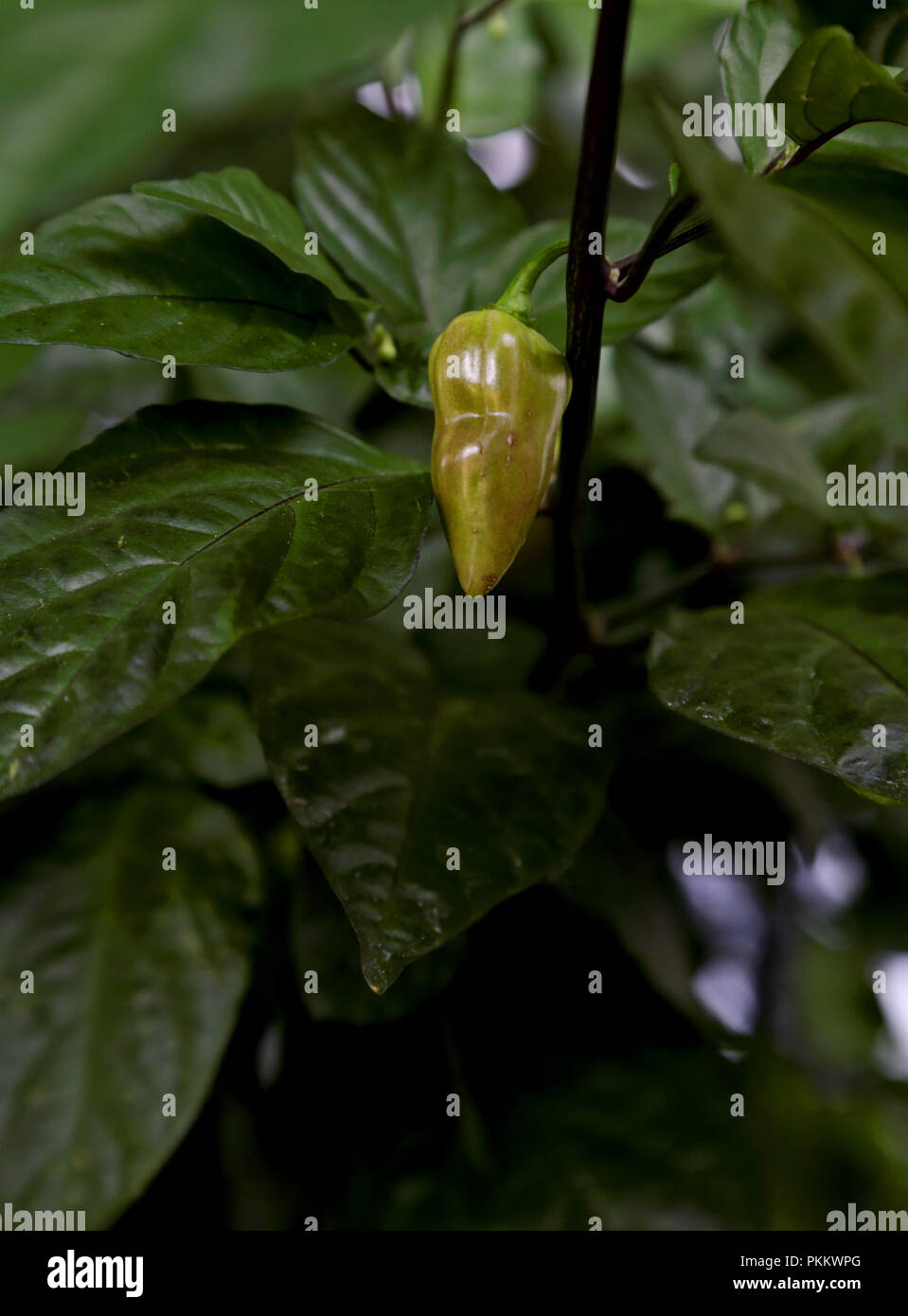 Pod croissante de piment bhut jolokia violet Banque D'Images