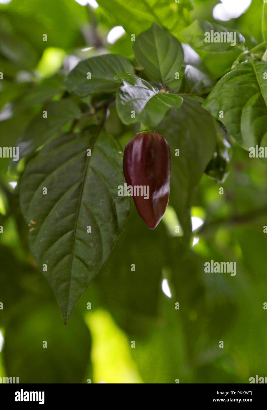 Pod croissante de piment bhut jolokia violet Banque D'Images