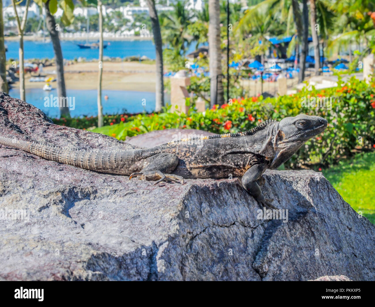 Iguana profiter du soleil sur une pierre avec de la végétation verte dans la plage Banque D'Images