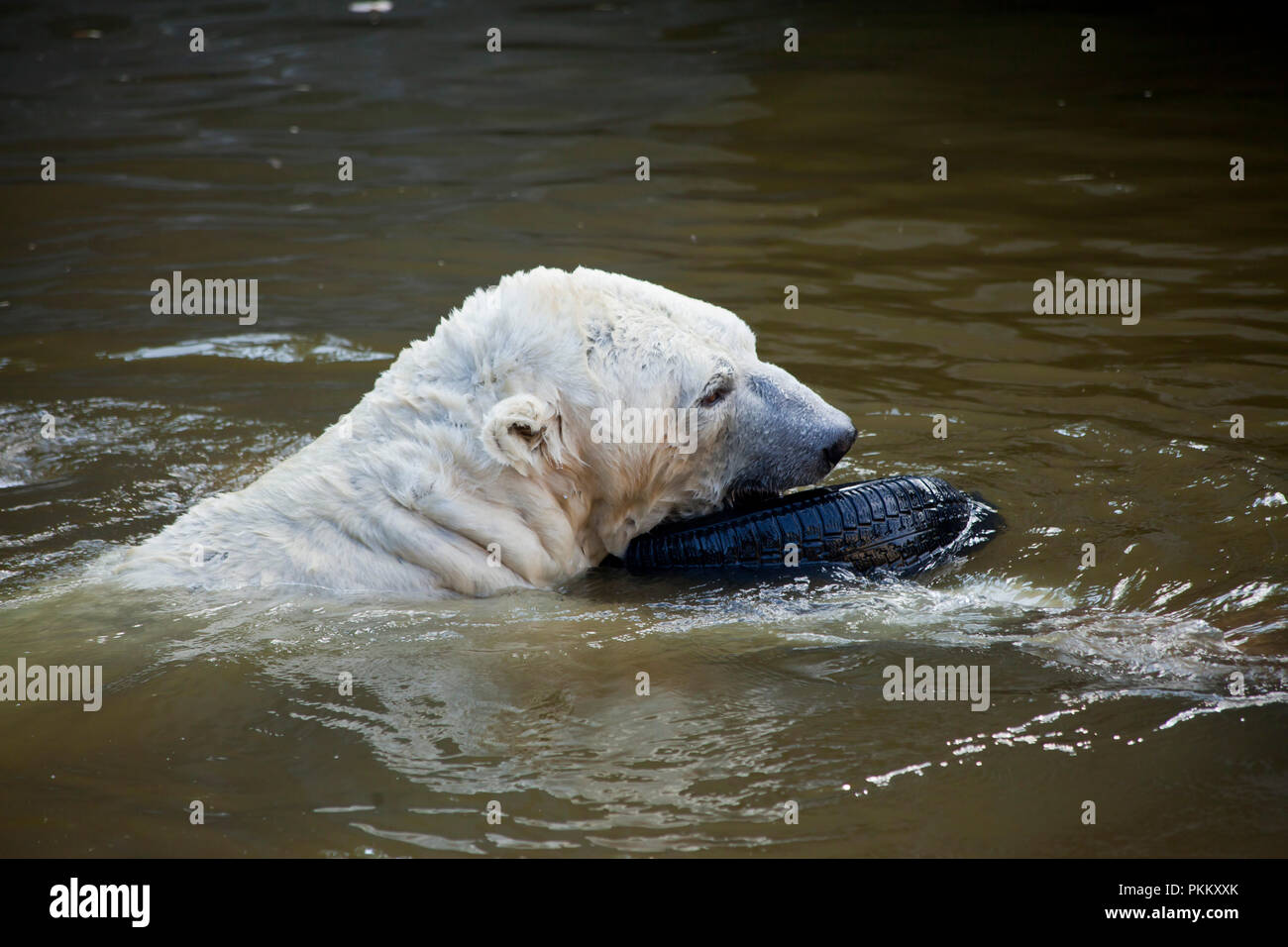 Jeux d'eau des ours polaires Banque D'Images