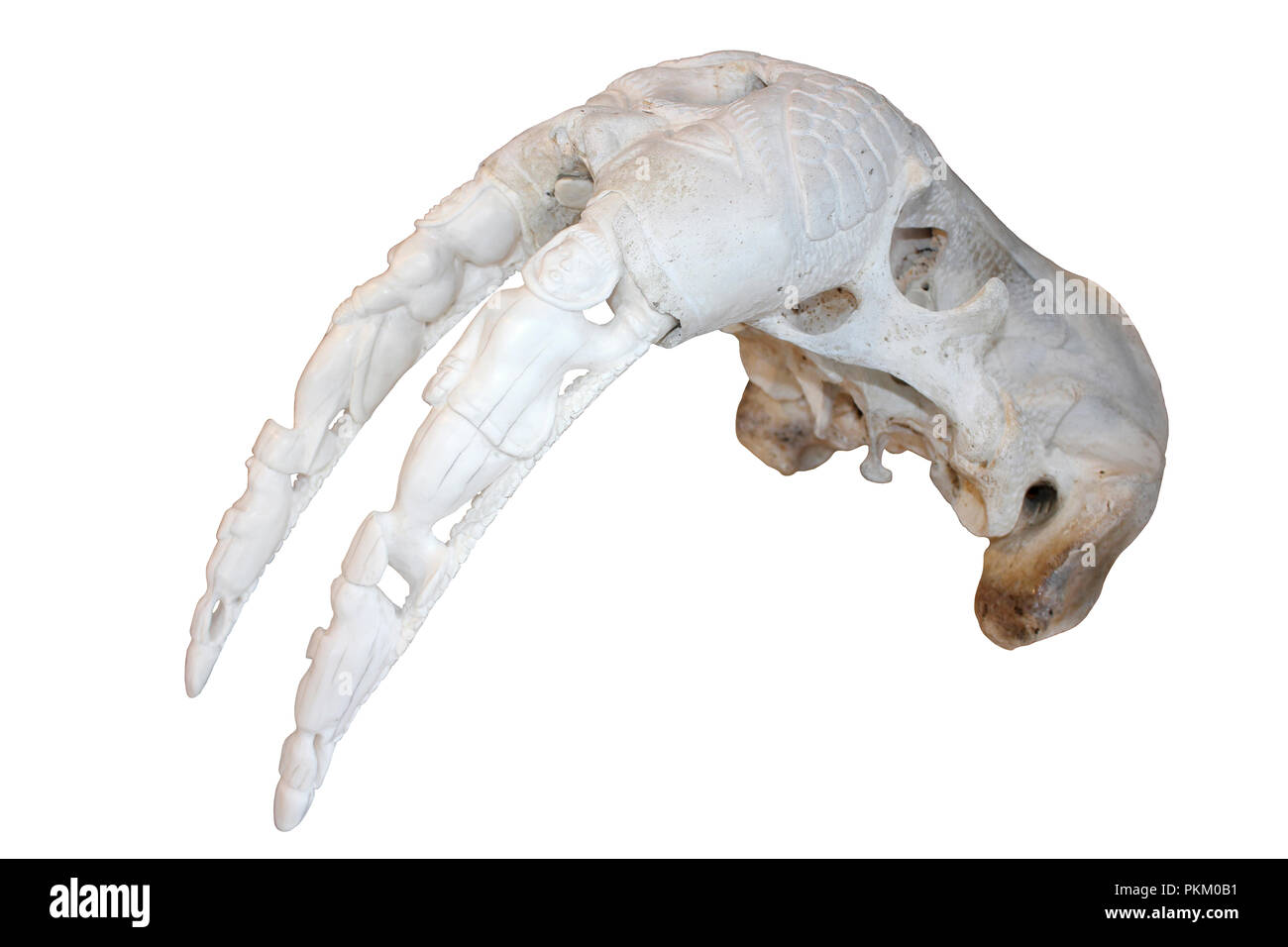 Défenses de morse sculpté et du crâne - Art Inuit Banque D'Images