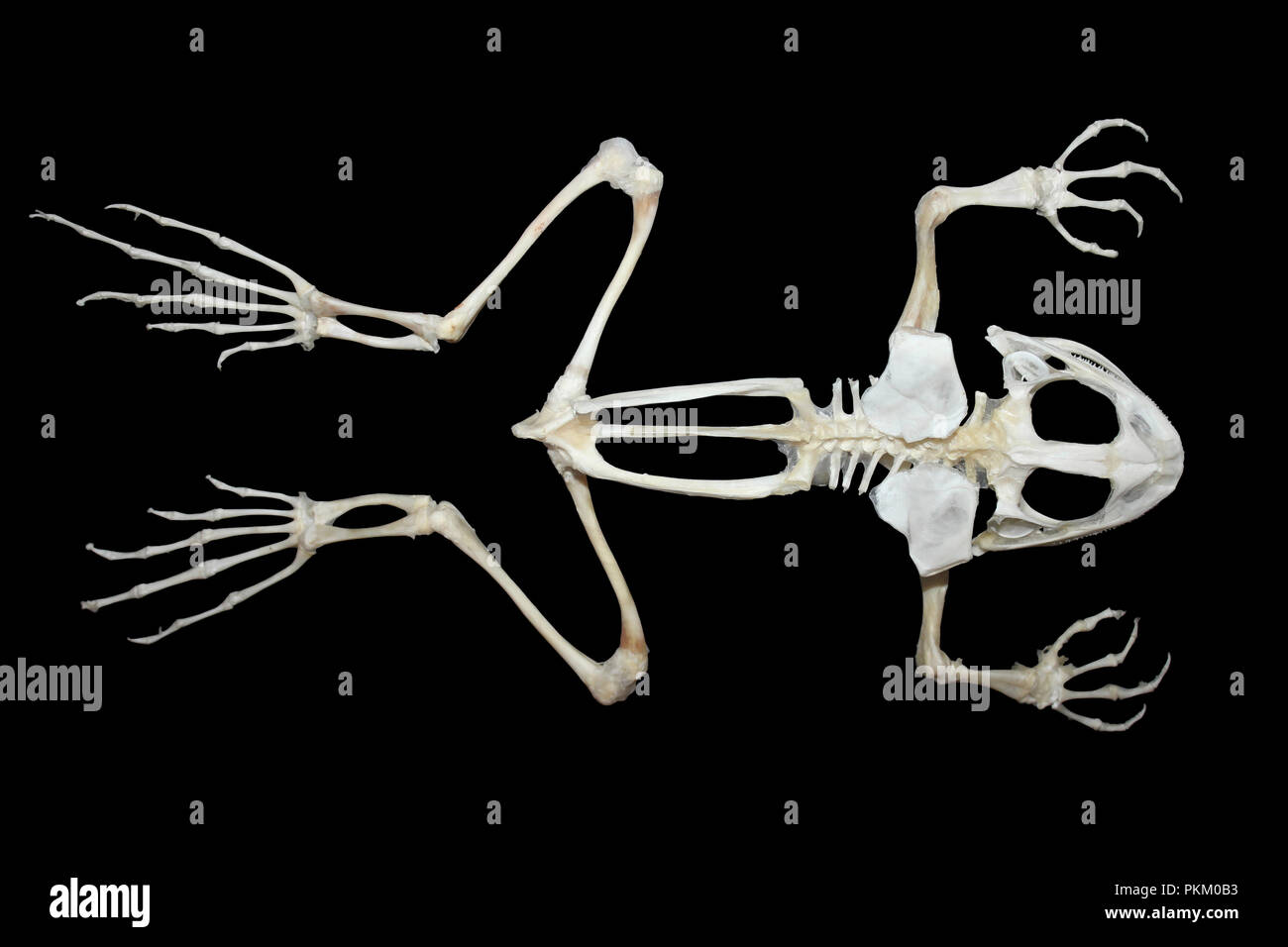 Squelette de grenouille Banque D'Images
