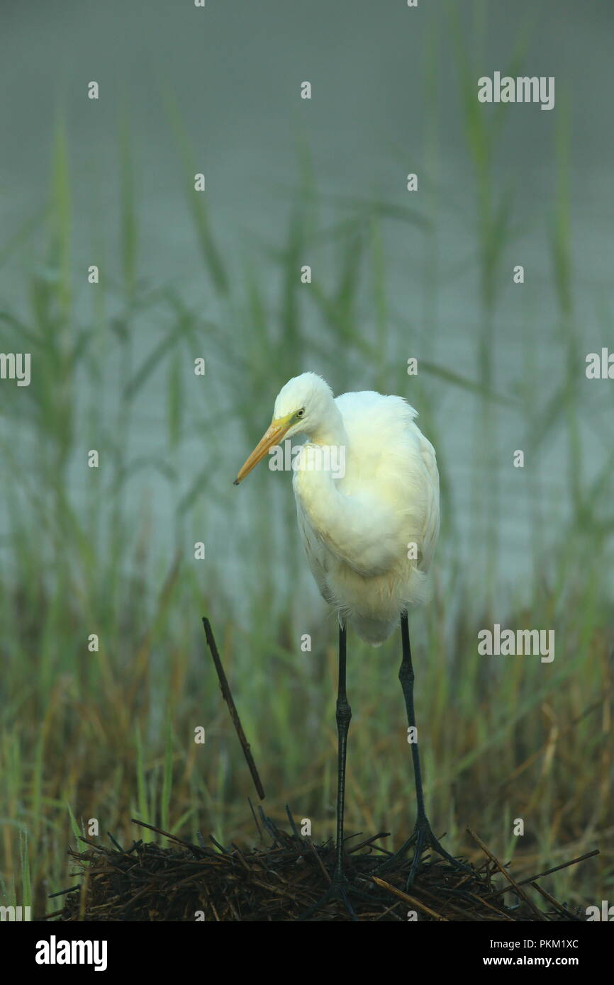 Grande Aigrette chasse en roselière au premier feu sur l'automne ensoleillé matin au mur jambon réserve naturelle RSPB à Somerset, Angleterre Banque D'Images