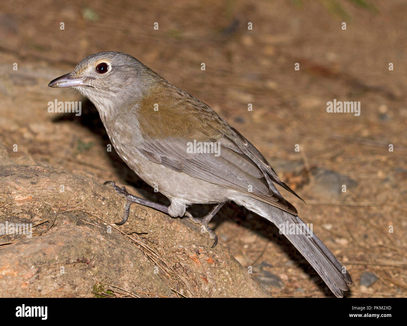 Pie-grièche-australienne bicknell sur roche à la zone de camping au parc national près de Dorrigo EN IN Banque D'Images
