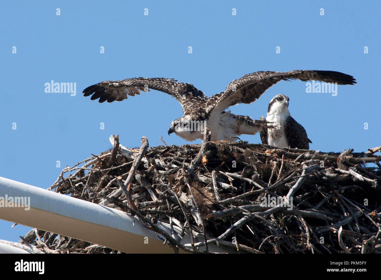 Ses ailes d'essais naissante Osprey Banque D'Images