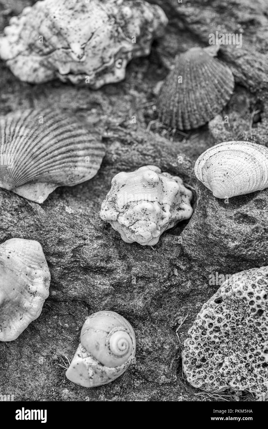 Coquilles de mer allongé sur une surface rocheuse. Banque D'Images