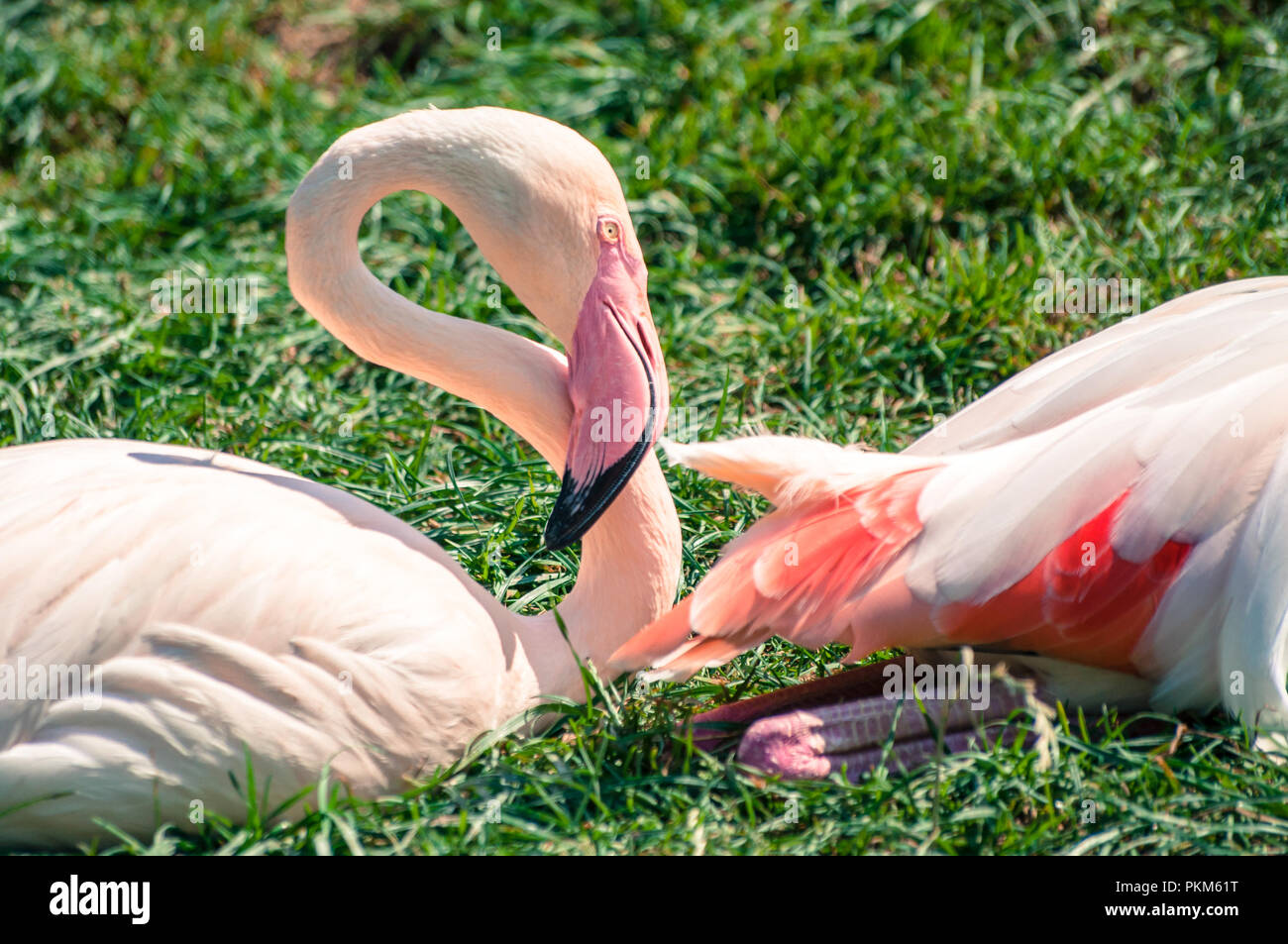 Phoenicopterus Roseus flamant rose communément appelé allongés sur l'herbe, au zoo zoologique Banque D'Images