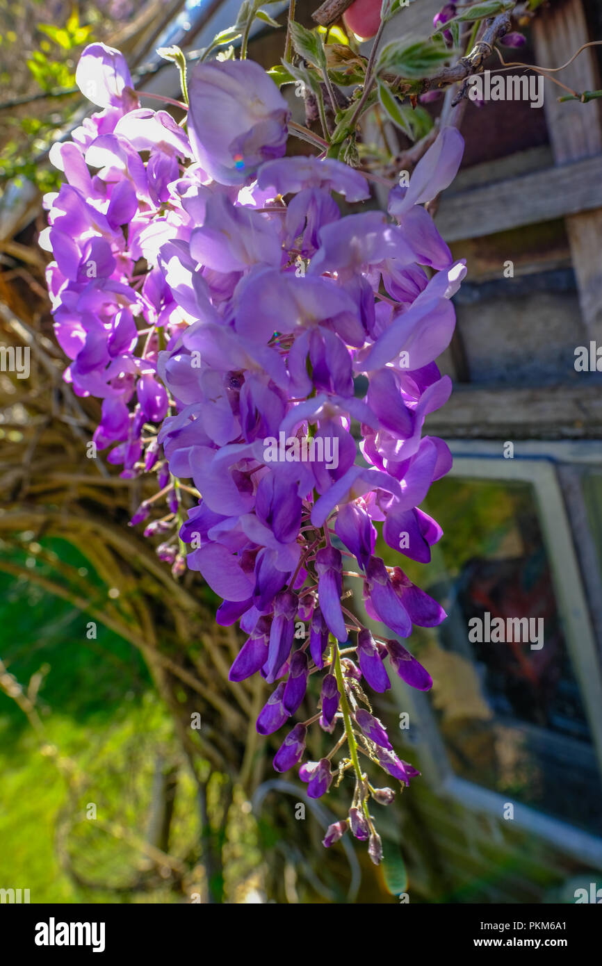 Gros plan de fleur de glycine qui a été prise sur un jour de printemps ensoleillé. Montre un beau parc fleuri. Banque D'Images