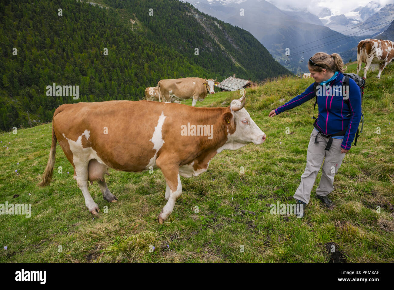 Rouge et blanc typiquement néerlandais vache à lait. Excursion à partir de lac Stellisee à Findeln. Zermatt. Alpes suisses. Valais. La Suisse. L'Europe. Banque D'Images