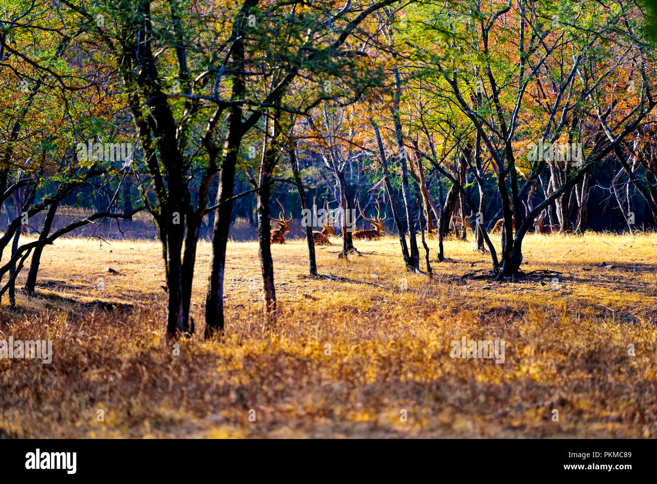 Deer se détendre au milieu de forêts Banque D'Images