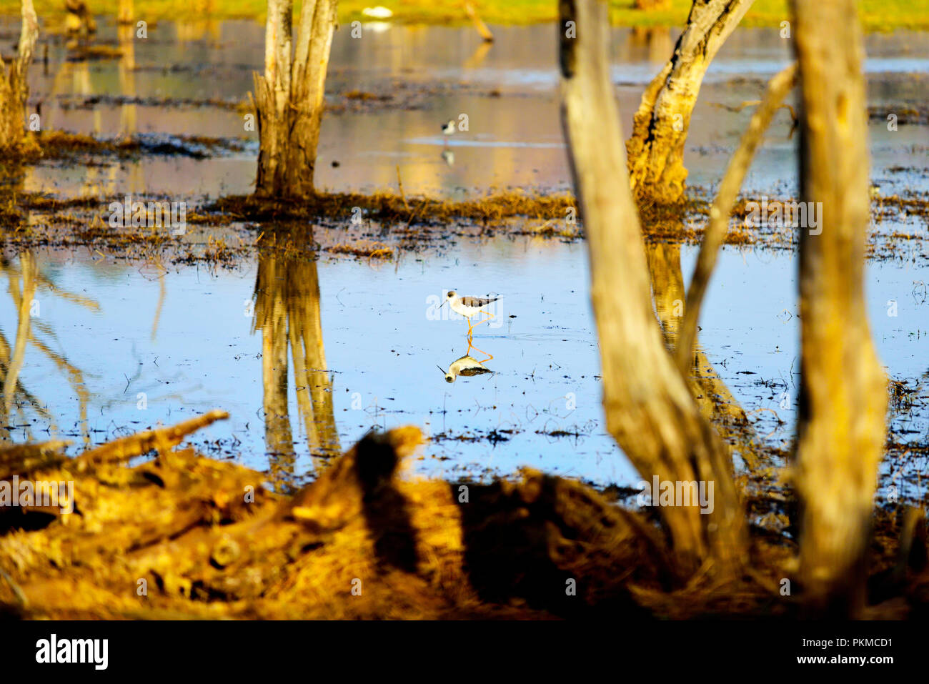 Bel oiseau blanc à la recherche de nourriture dans le lac Banque D'Images