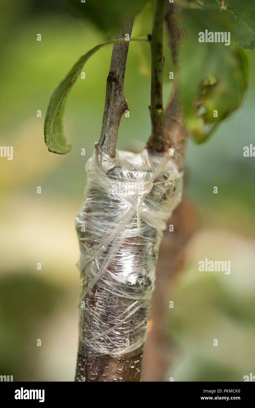Le greffage d'arbres fruitiers. Plum sur amandier, travaille dans le jardin Banque D'Images