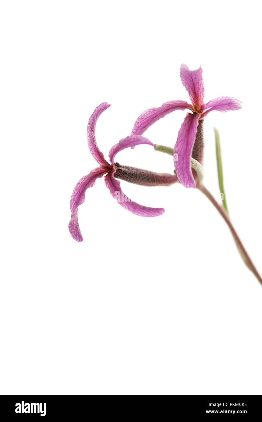 Matthiola fruticulosa, fleur avec fond blanc Banque D'Images