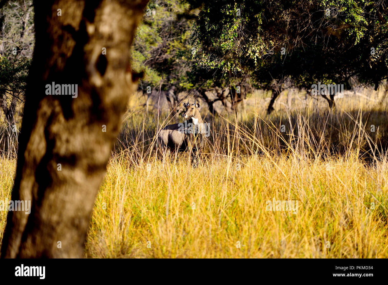 Chevreuil dans la forêt au milieu de la recherche d'aliments, Ranthambore Banque D'Images