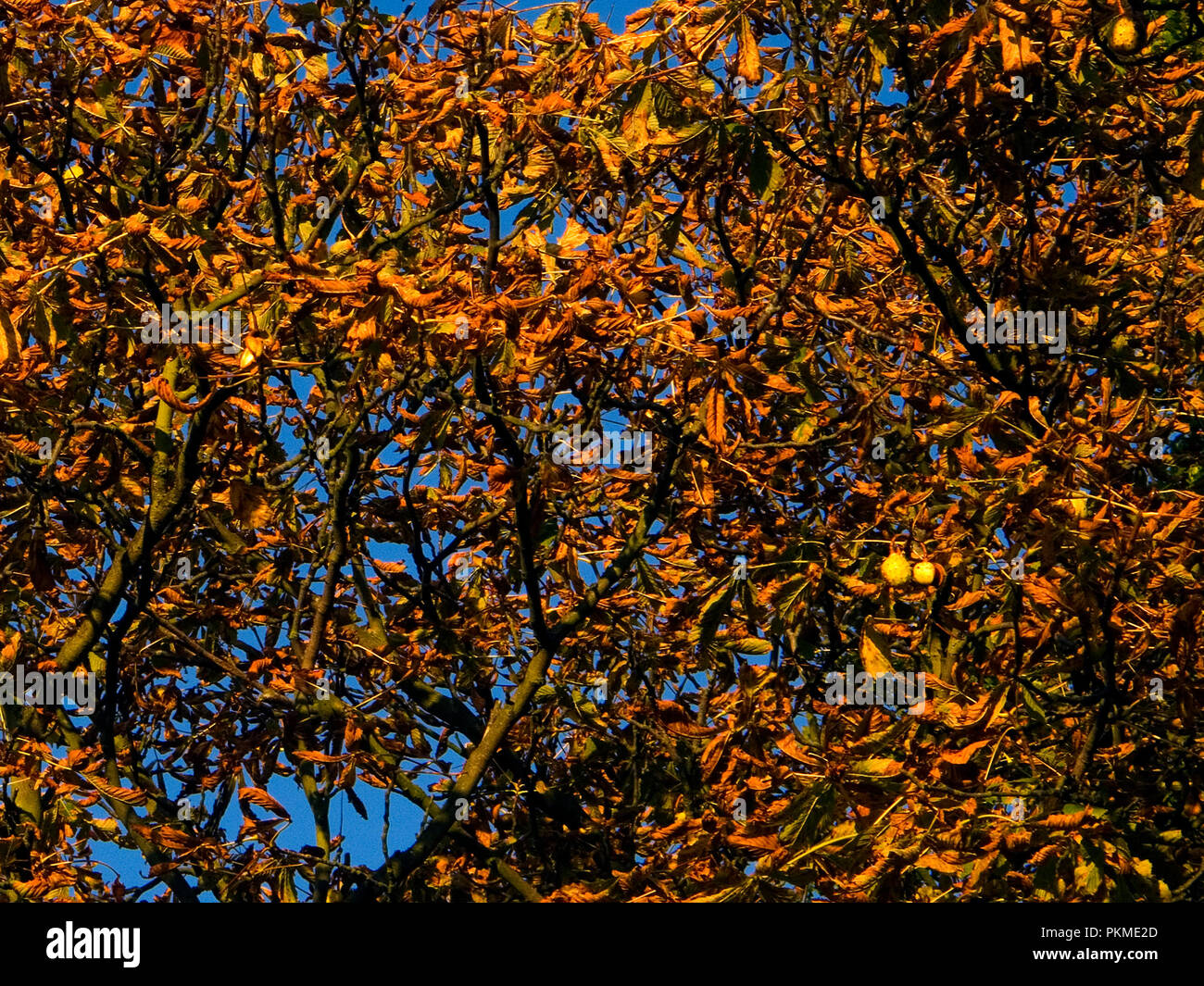 Un feuillage à l'automne de l'horse-chestnut, ou Aesculus hippocastanum, à partir de la famille Sapindaceae. Certains conkers restent en suspens. Banque D'Images
