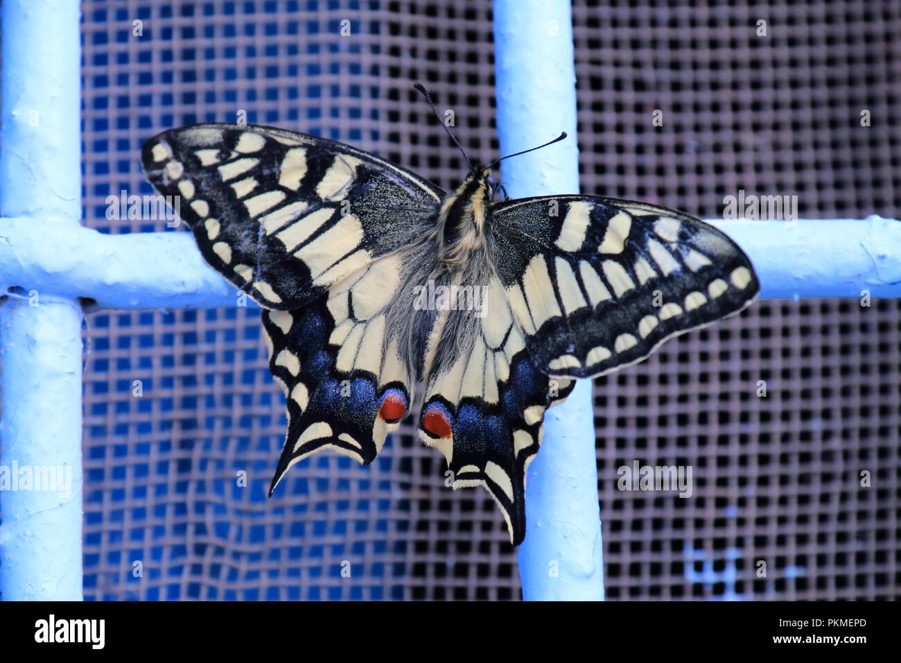 Papillon sur une grille de fenêtre Banque D'Images