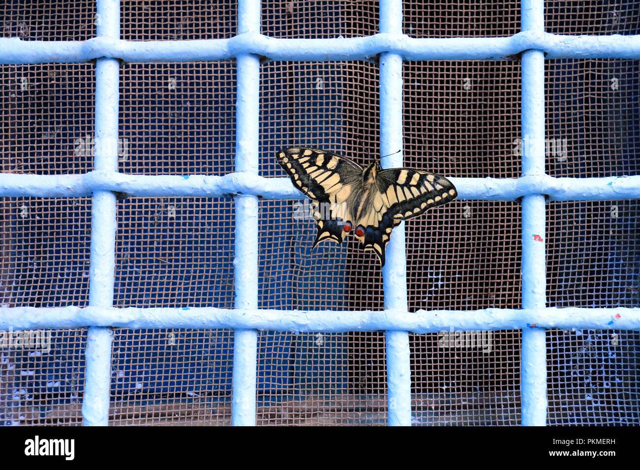 Papillon sur une grille de fenêtre Banque D'Images