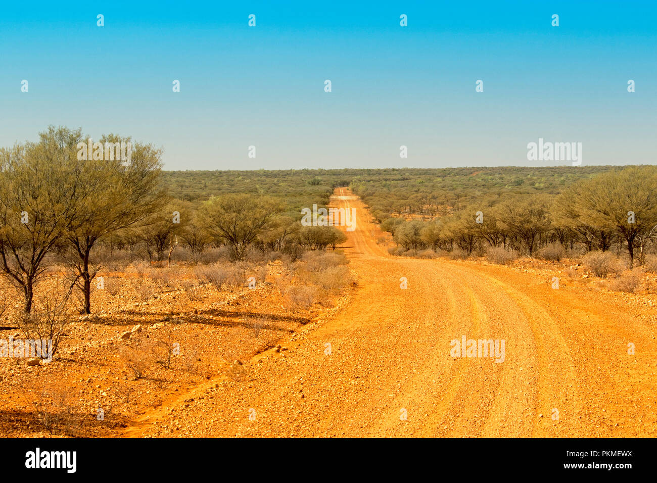 Australian Outback rouge par découpage de la route paysage aride recouverte avec forêt de gris olive mulga trees & stretching à horizon under blue sky Banque D'Images