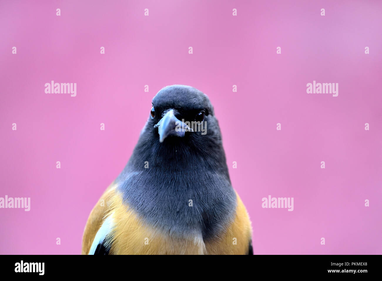 Portrait d'un oiseau Banque D'Images