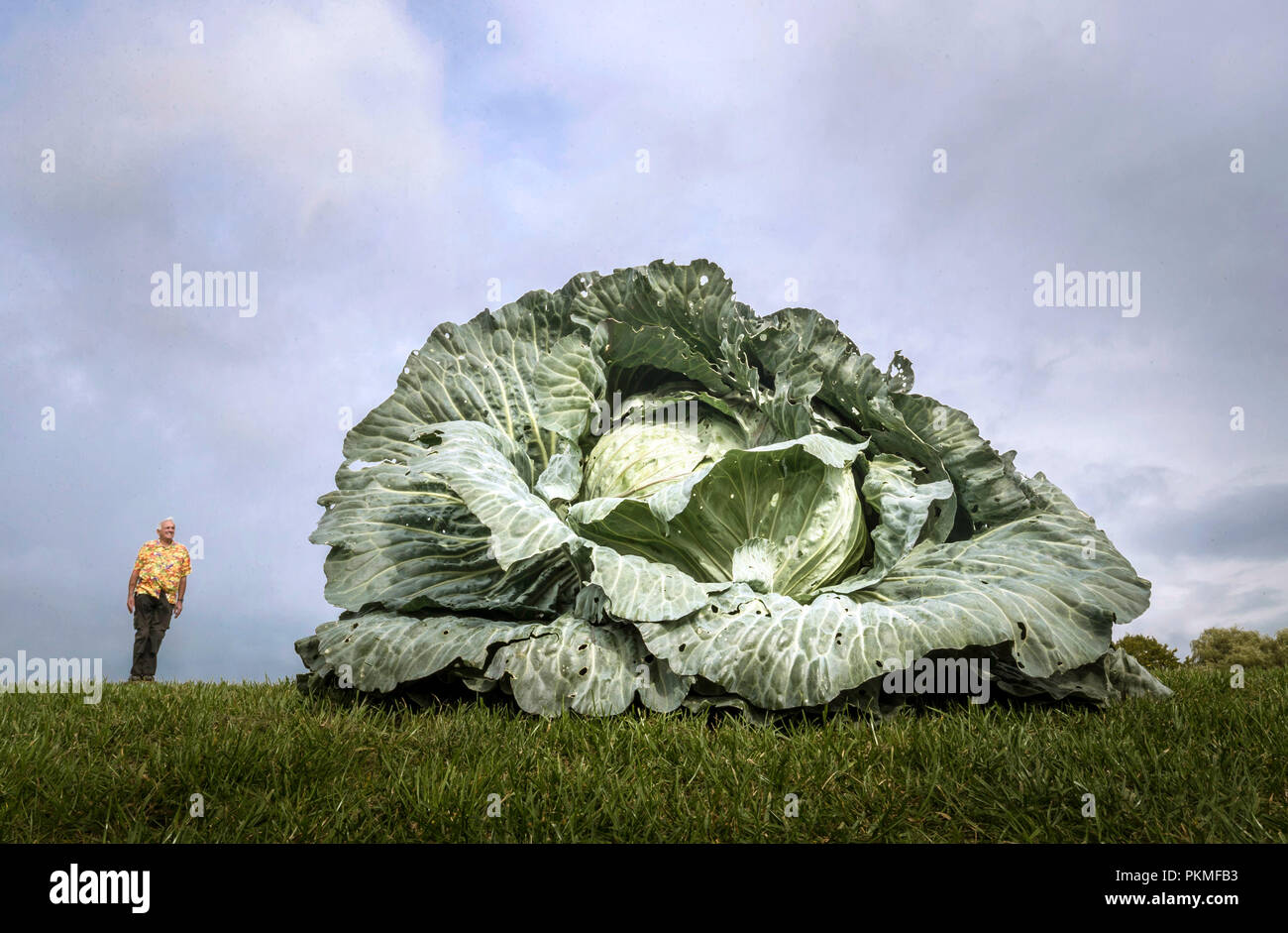Perspective forcée photographie montrant Ian Neale avec sa victoire dans la catégorie la plus lourde chou géant pesant 30.2kg au cours de la compétition de légumes géants à la Harrogate Automne Flower Show au Yorkshire. Banque D'Images